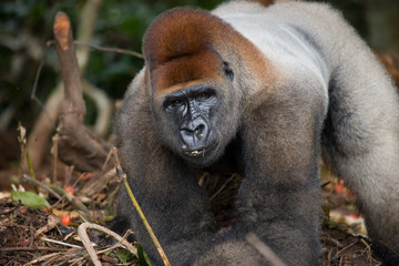 Portrait of lowland gorilla. Republic of the Congo. An excellent illustration.