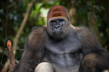 Portrait of lowland gorilla. Republic of the Congo. An excellent illustration.