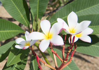 Frangipani tree