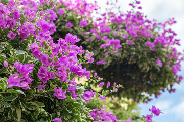 Obraz premium Shrub or tree of blooming purple Brazil Bougainvillea (or lesser bougainvillea or paperflower) (Bougainvillea glabra) flowers.