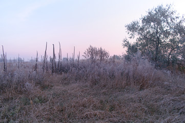 dry grass in the meadow near the woods covered with frost cold foggy morning