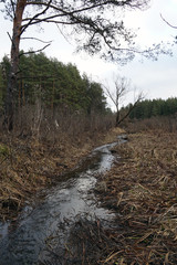 Fototapeta premium forest stream