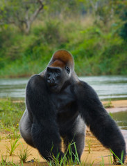 Lowland gorillas in the wild. Republic of the Congo. An excellent illustration.