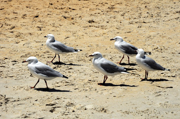 The beach Сhelsi. Seagulls