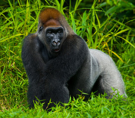 Naklejka premium Lowland gorillas in the wild. Republic of the Congo. An excellent illustration.