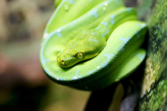 Beautiful green snake