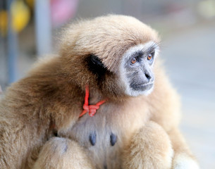 Beautiful red monkey