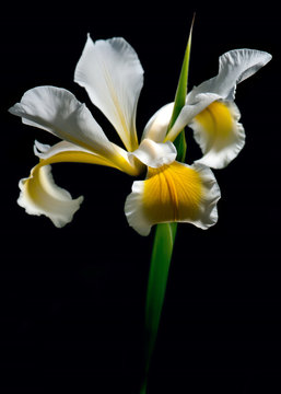 Yellow and white iris flower isolated on black background