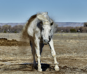 Horse shaking Dirt Off after Rolling