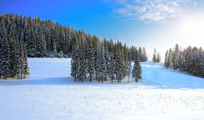 Winter Forest Landscape