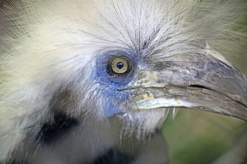 Portrait of beautiful birds 