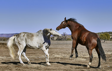 Naklejka na ściany i meble Dirty white horse fighting with bay colored horse while horse is rearing up