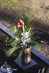Amaryllis 