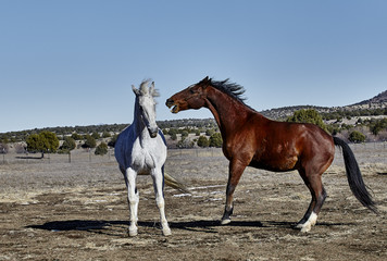 Two horses, one gray and one bay colored with front hooves off the ground and attacking with mouth with teeth showing