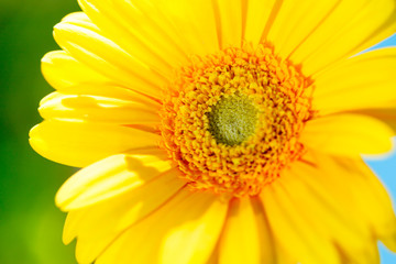 colorful flowers on the outdoor park
