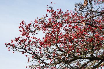 Ripe hawthorn red berries