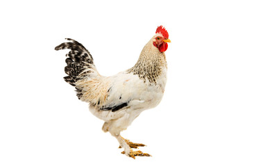 rooster isolated