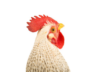 rooster isolated