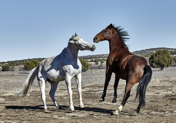 Two Horses Playing