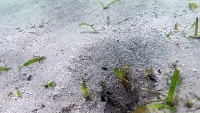 Underwater shooting. View of crayfish and seaweed