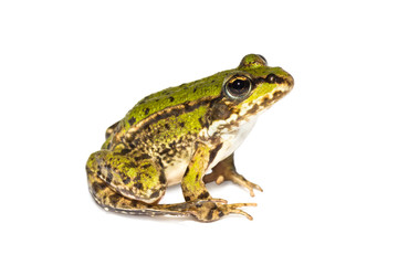 Small sitting green frog seen from the side on white background 