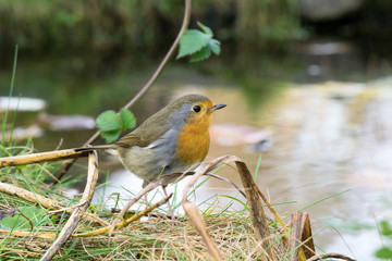 European robin sitting on the ground looking to the right with water in the background