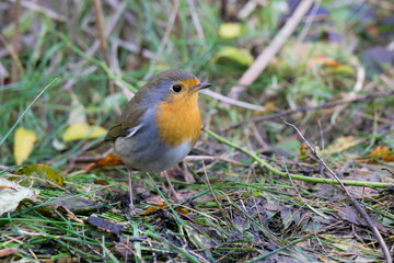 European robin sitting on the ground looking to the right