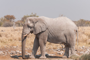 Fototapeta na wymiar Wüstenelefant im Etosha Nationalpark