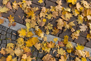 Fallen yellow leaves on the pavement.