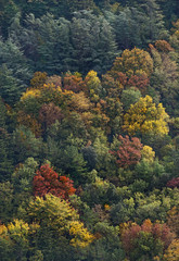 Obraz premium Foresta autunnale