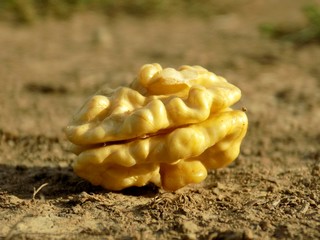 Walnut on field