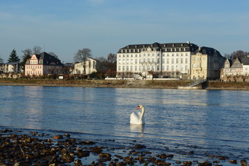 Rhein bei Engers