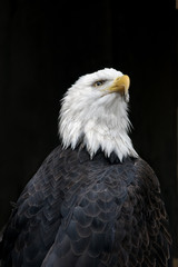 American Bald Eagle Portrait against a Black Background