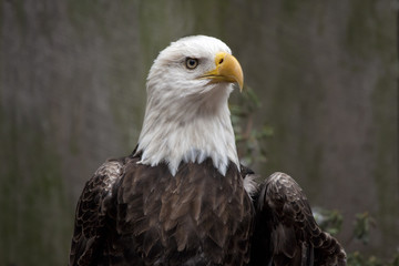 Fototapeta premium Bald Eagle Portrait