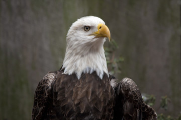 Bald Eagle Portrait