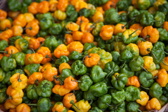 Scotch bonnet peppers, essential to Jamaican and Caribbean spicy foods