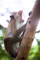 Toque macaque monkeyt