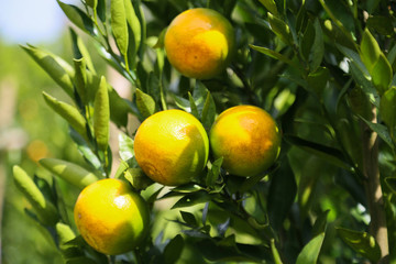 fresh orange fruit in orchard, Clean fruit or popular fruit background, market fruit from agriculture orchard, fresh fruit in the nature.