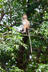 Toque macaque monkey