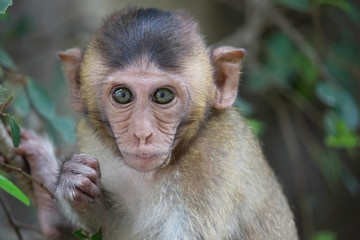 Obraz premium 可愛いサル 