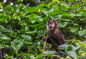 Macaco-prego. (Sapajus nigritus)