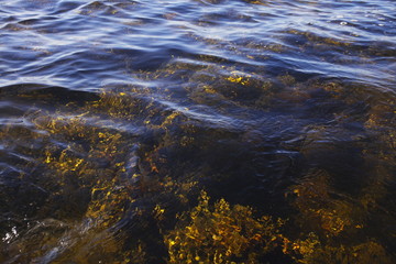 Kelp, Algae, Underwater, Sea, Seaweed
