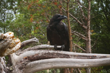 Raven, who lives in a forest near the Gulf of Beluga, the island of Solovki