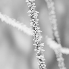 Hoar Frost on a Wire Fence
