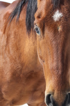 A close up portrait photo of a bay horse face.