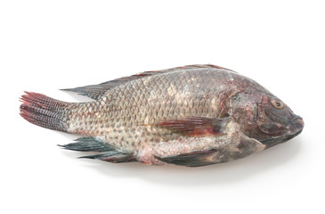 Black Tilapia or Tilapia