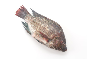 Fototapeta premium Black Tilapia or Tilapia
