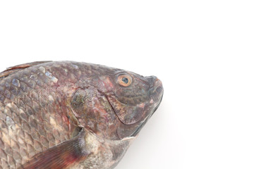 Black Tilapia or Tilapia
