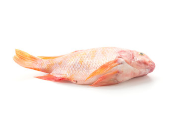 Red Tilapia