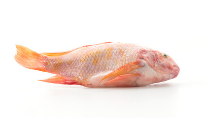 Red Tilapia